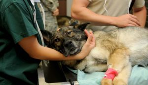 Assistenza veterenario a cane ferito