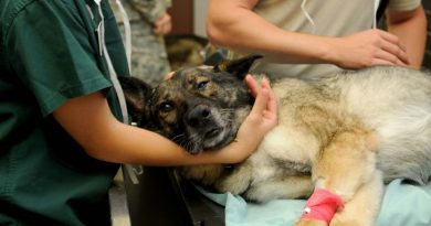 Assistenza veterenario a cane ferito