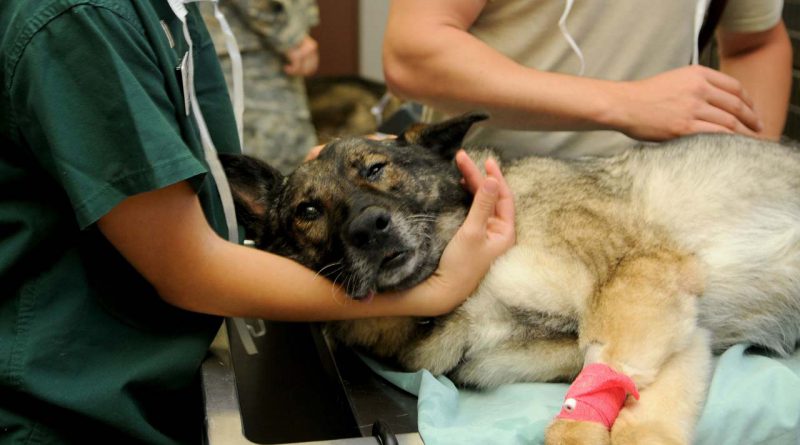 Assistenza veterenario a cane ferito