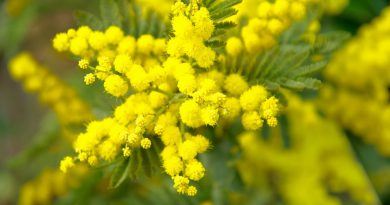 Giornata della donna: le mimose e Teresa Mattei