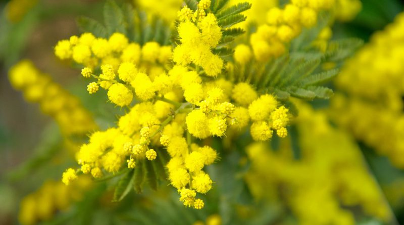 Giornata della donna: le mimose e Teresa Mattei